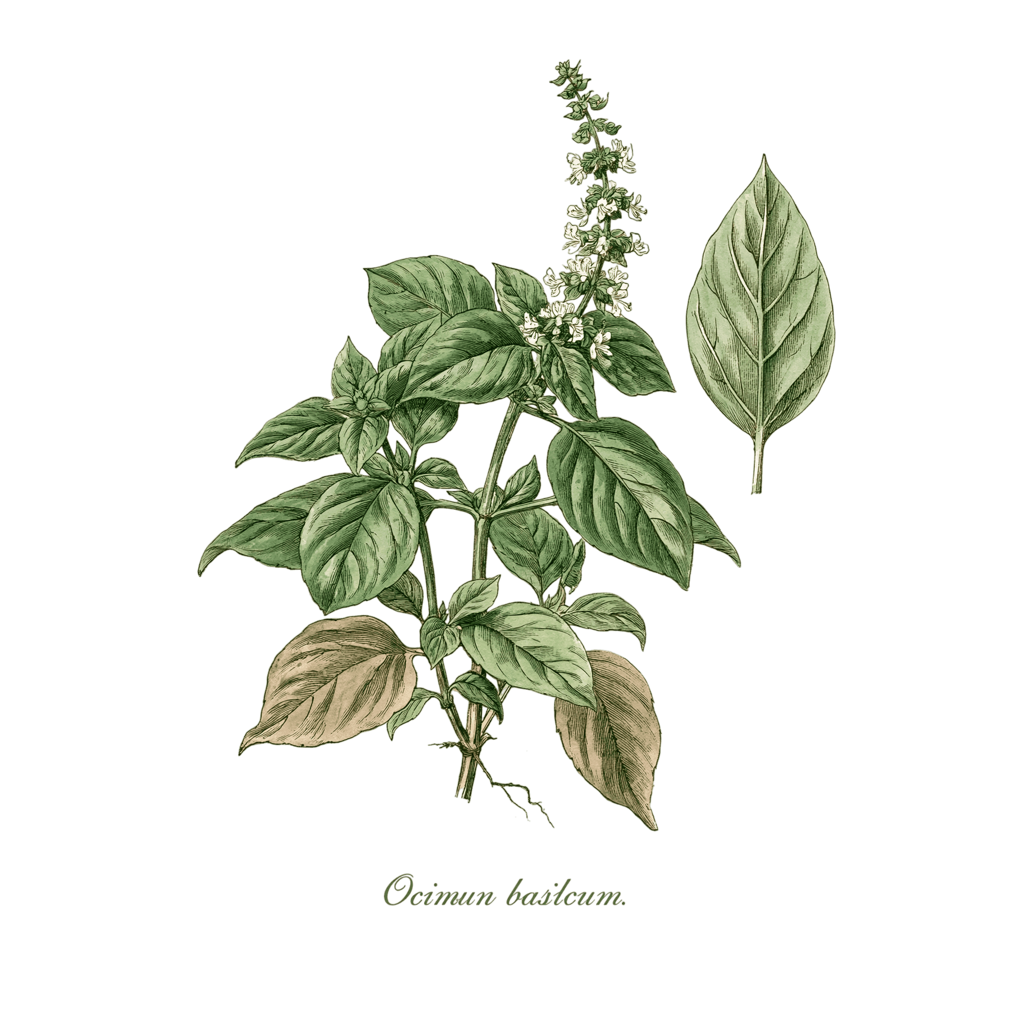 Basilic