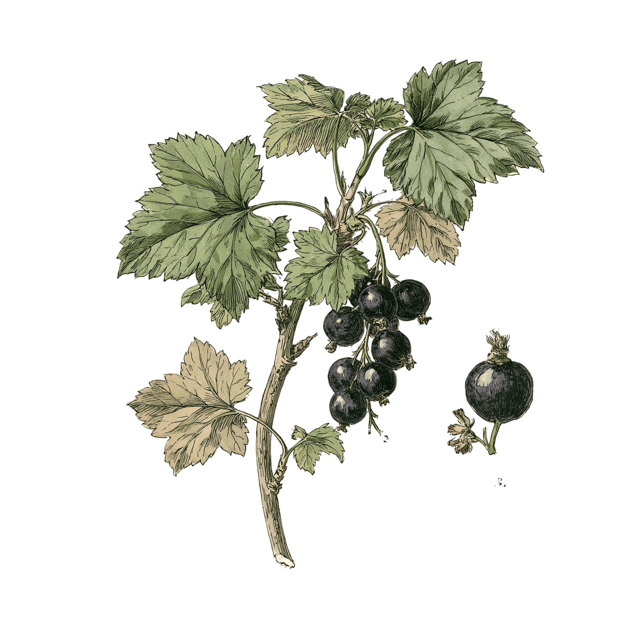 Cassis 'Noir de Bourgogne'