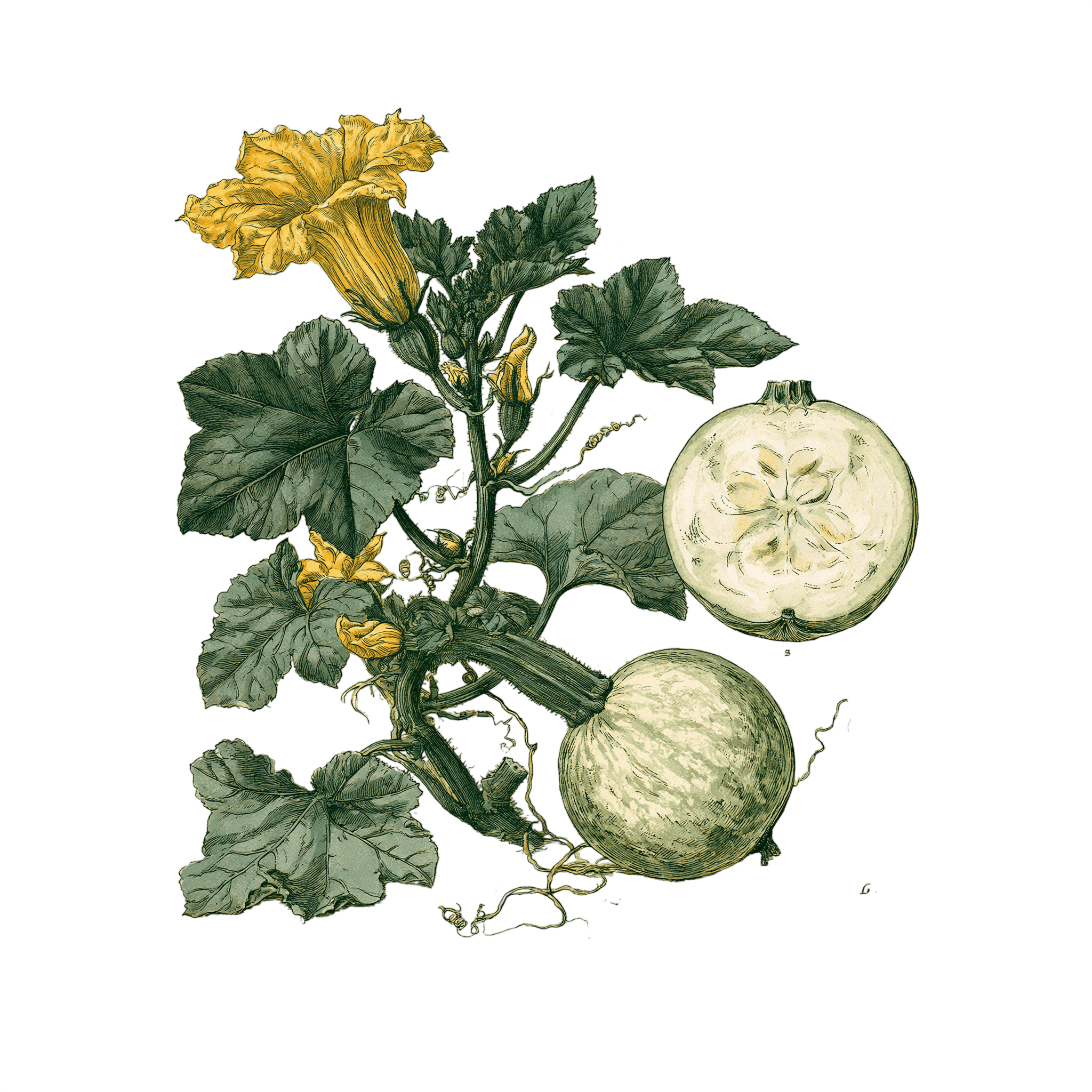 Courgette 'Ronde de Nice'