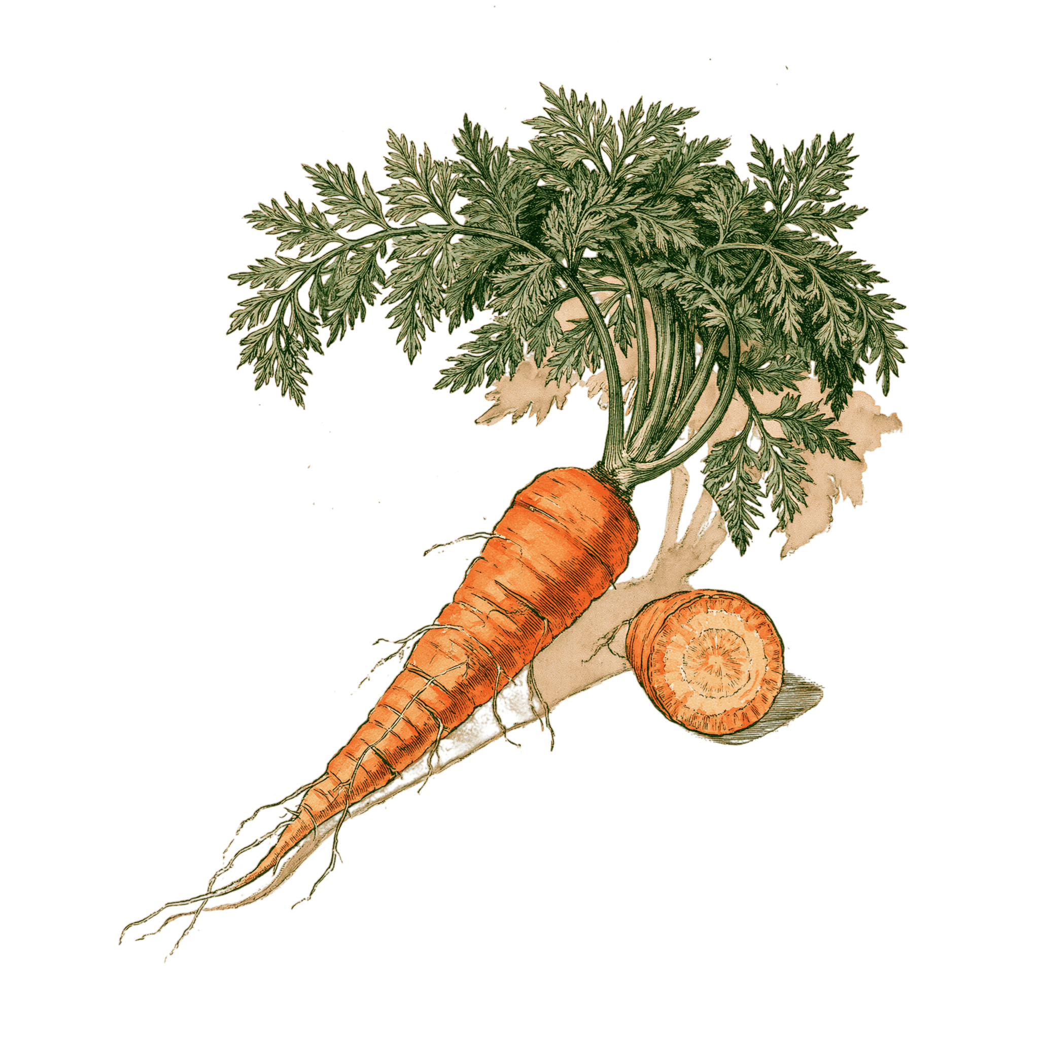 Carotte 'Nantaise'