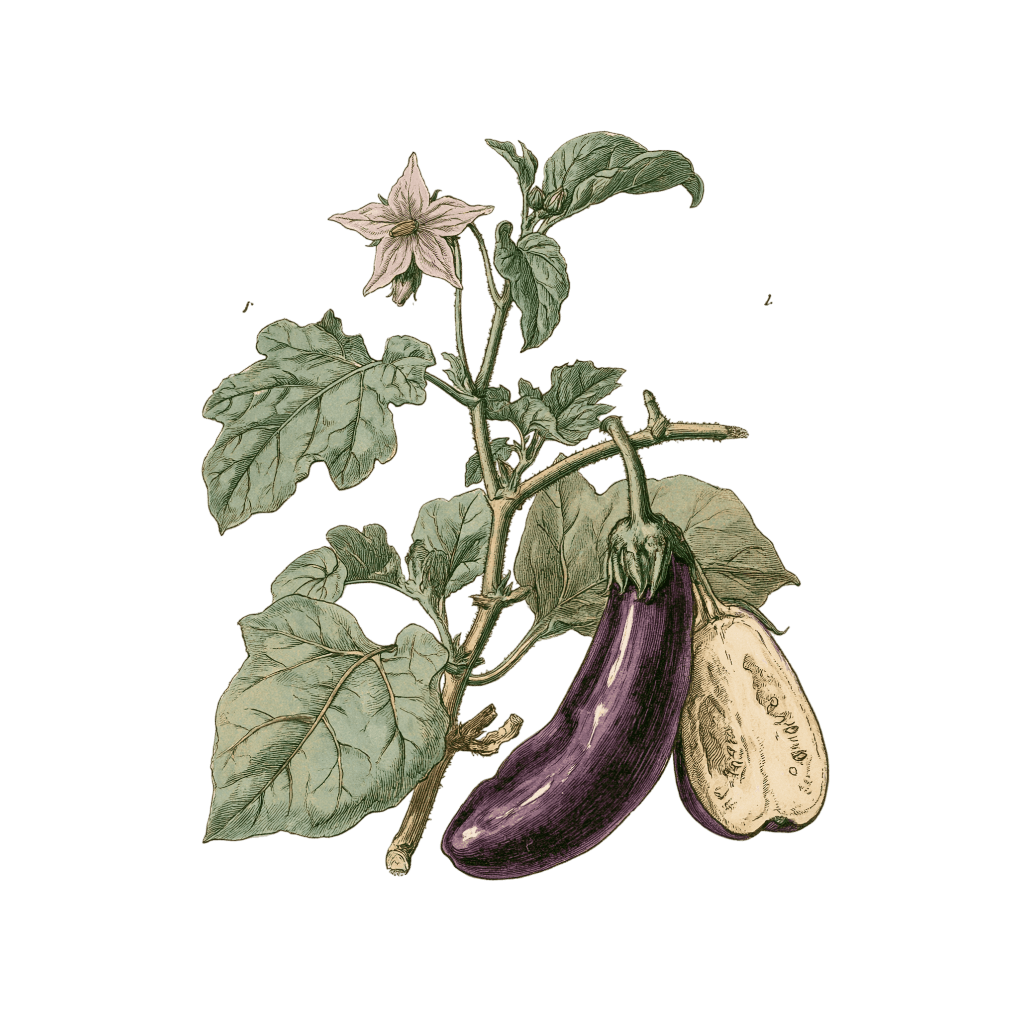 Aubergine 'Violette de Barbentane'
