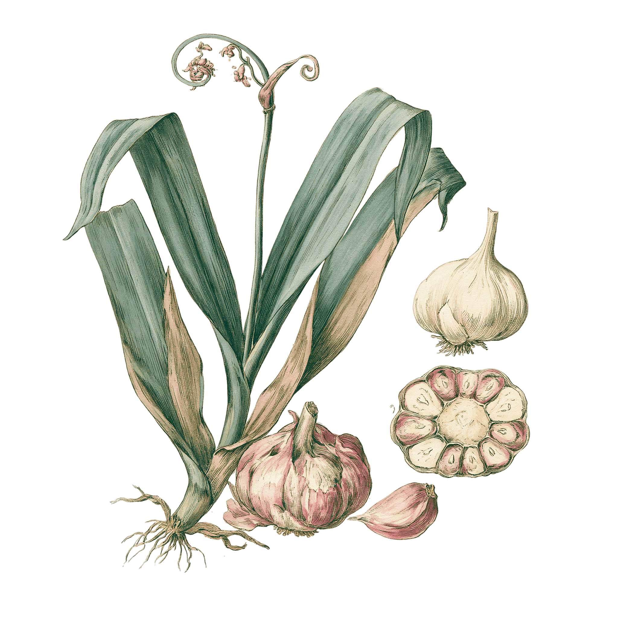 Ail