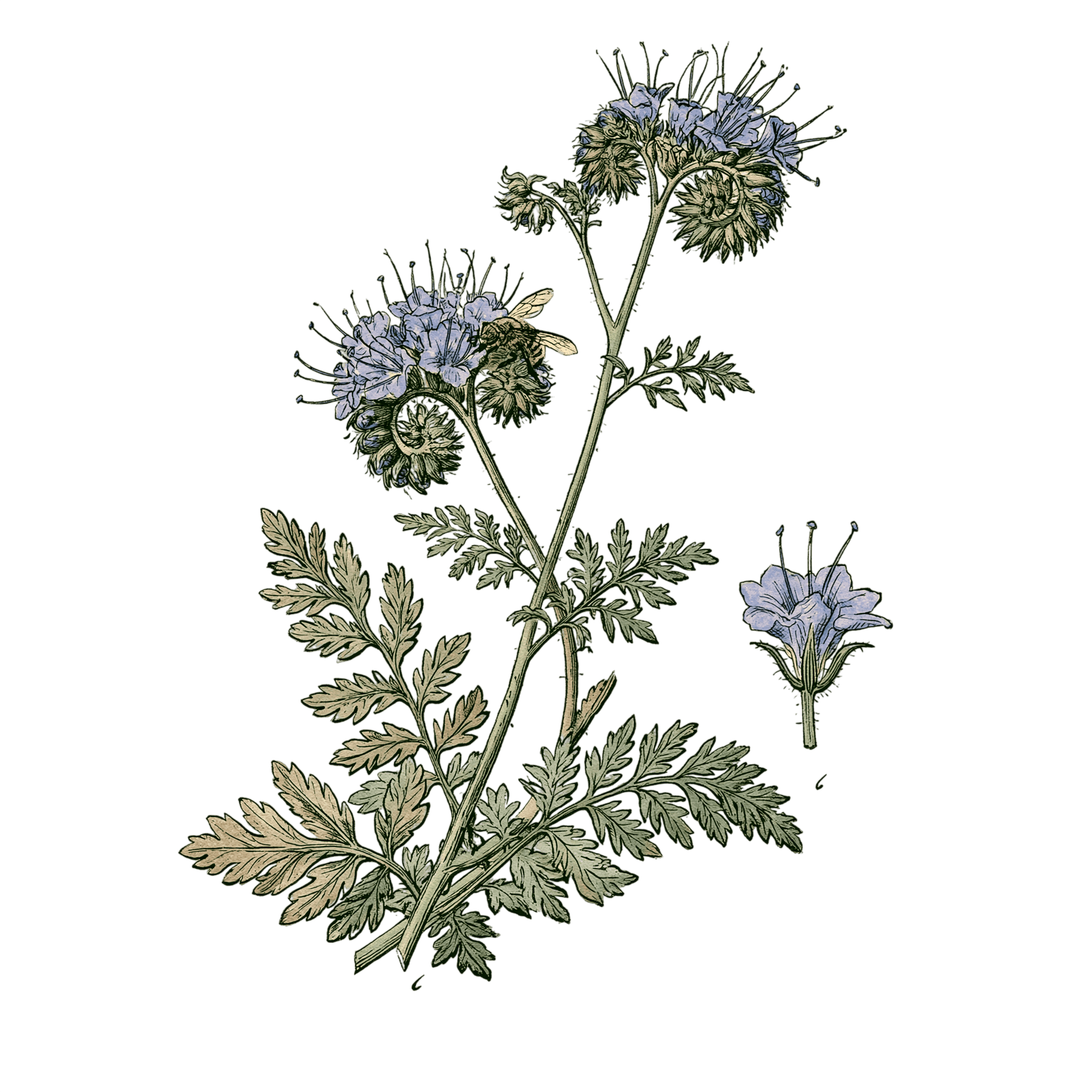 Phacélie