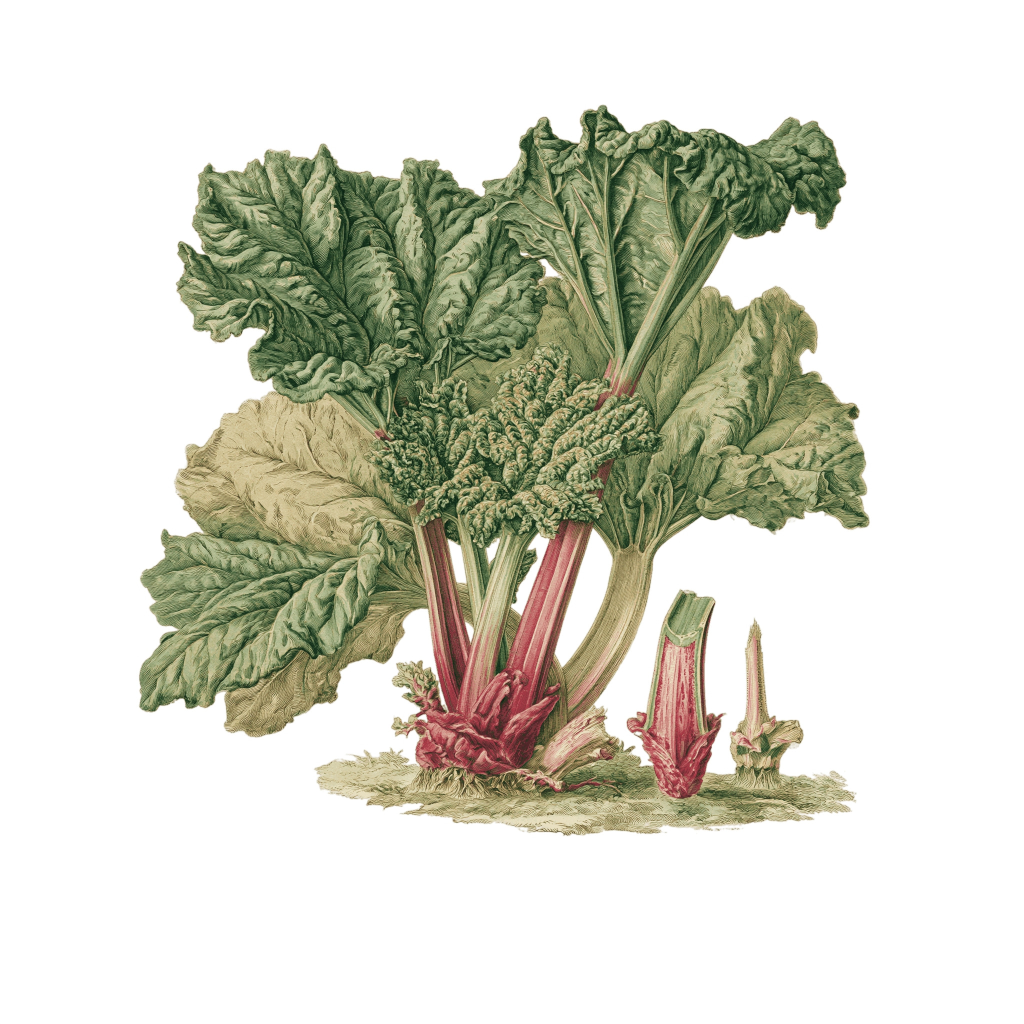 Rhubarbe